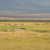  Ngorongoro Crater, TZ